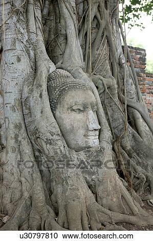 Tree Roots Wrapped Around Buddha Statue View Large Photo Image Stock Image - Tree Roots Wrapped Around Buddha Statue. Fotosearch