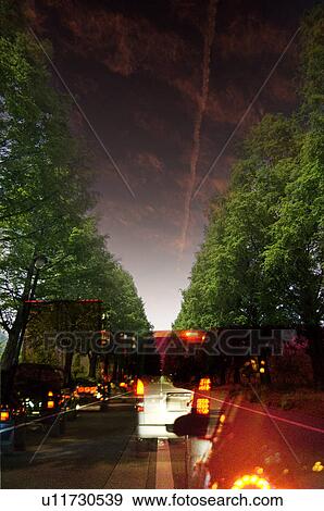 Treelined Street at Night View Large Photo Image Stock Photo - Treelined Street at Night. Fotosearch