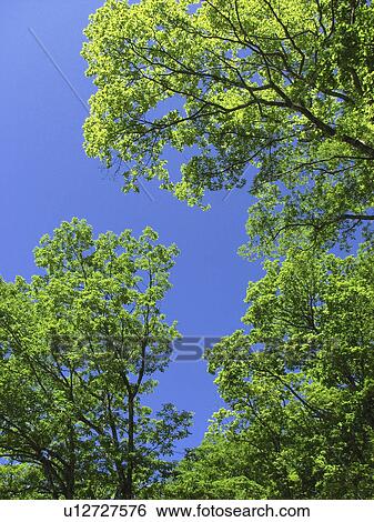 Stock Photograph - Trees Against Clear sky. Fotosearch