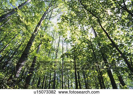 Trees and Green Foliage View Large Photo Image Stock Image - Trees and Green Foliage. Fotosearch