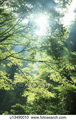 Stock Image - Trees and sunlight, Mie Prefecture, Honshu, Japan. Fotosearch