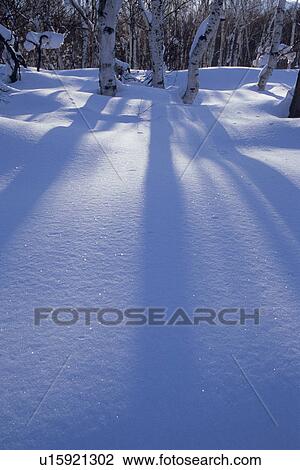 Stock Image - Trees Casting Shadow on Snow. Fotosearch