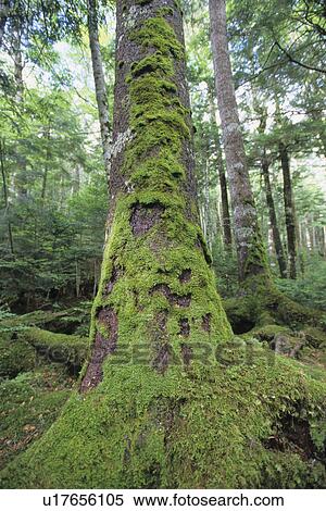 Stock Photography - Trees Covered in Moss. Fotosearch