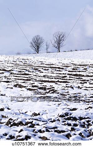 Stock Photo - Trees in Snow Covered Field. Fotosearch