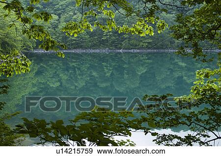 Stock Photo - Trees Reflected in Lake. Fotosearch