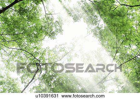 Stock Image - Trees. Fotosearch