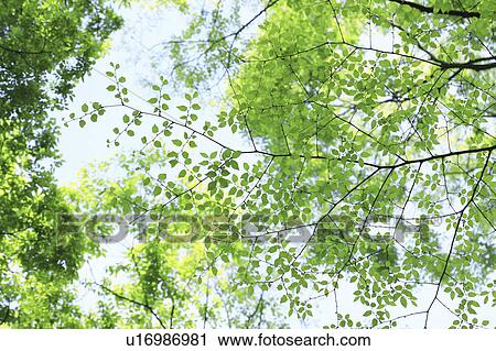 Stock Image - Trees. Fotosearch