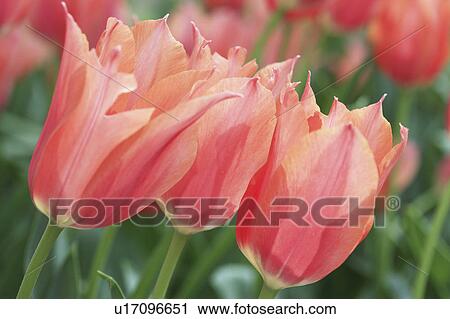 Stock Image - Tulips. Fotosearch