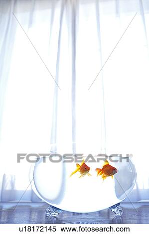Stock Photography - Two Goldfish. Fotosearch