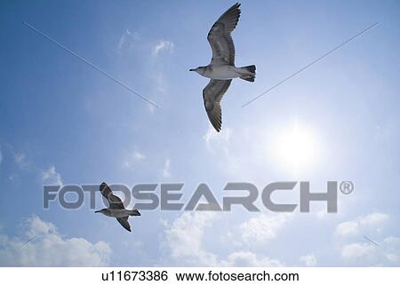 Stock Photograph - Two Seagulls Flying. Fotosearch