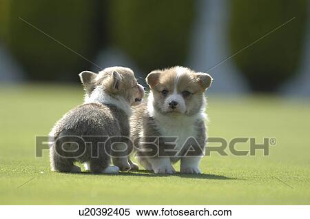 Stock Photography - Two Welsh Corgi Puppies. Fotosearch