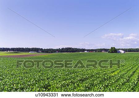 View of Farm and Fields View Large Photo Image Stock Image - View of Farm and Fields. Fotosearch