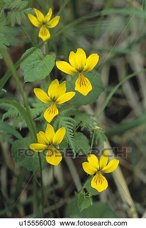 Stock Image - Viola Orientalis Flowers. Fotosearch