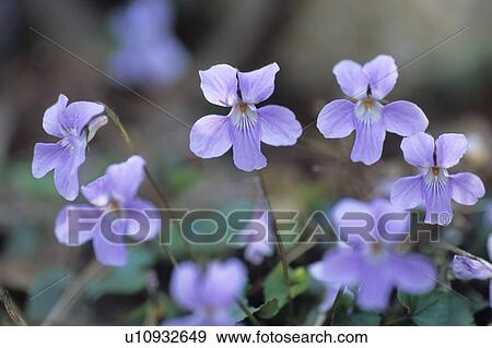 Stock Photo - Violet Flowers. Fotosearch