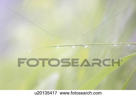 Water drops View Large Photo Image Stock Photo - Water drops. Fotosearch