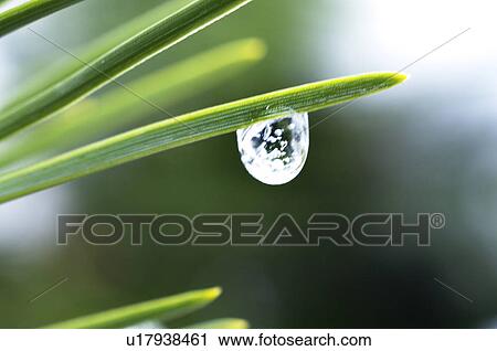 Stock Image - Waterdrop on Leaf. Fotosearch