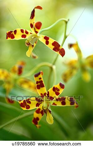 Western Orchid View Large Photo Image Stock Image - Western Orchid. Fotosearch