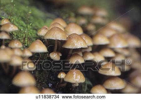 Picture - Wild Mushrooms. Fotosearch