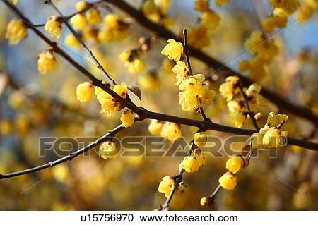 Stock Image - Wintersweet Blossoms. Fotosearch