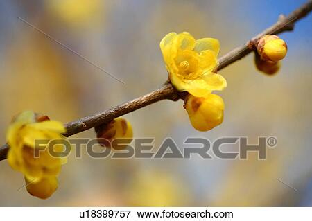 Stock Photo - Wintersweet Blossoms. Fotosearch