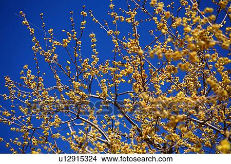 Picture - Wintersweet. Fotosearch