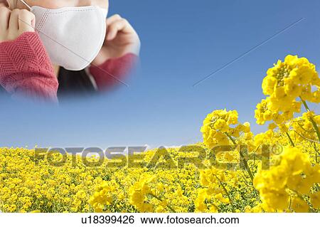 Woman Wearing Mask Above Rapeseed Field View Large Photo Image Stock Photograph - Woman Wearing Mask Above Rapeseed Field. Fotosearch