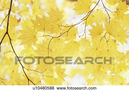 Yellow Autumnal Leaves View Large Photo Image Stock Photo - Yellow Autumnal Leaves. Fotosearch
