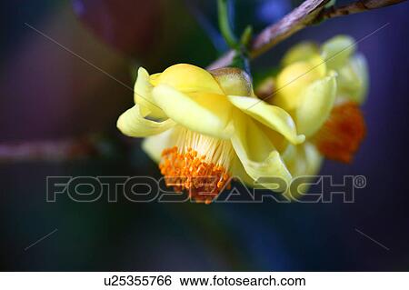 Stock Photograph - Yellow Camellia Flowers. Fotosearch