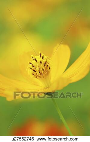 Stock Photograph - Yellow Cosmos Flower. Fotosearch