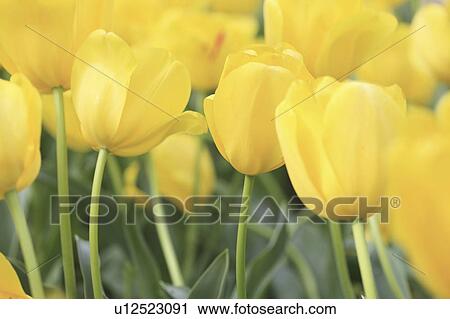 Yellow Tulips View Large Photo Image Stock Image - Yellow Tulips. Fotosearch
