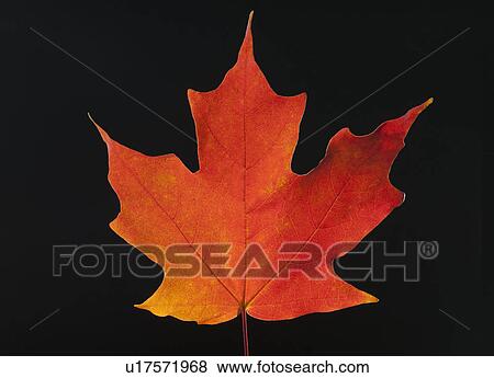 Stock Photo - Autumn Maple leaf on black background. Fotosearch