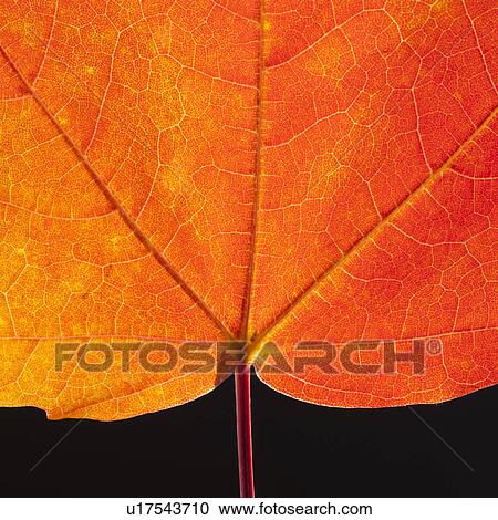 Stock Image - Autumn Maple leaf veins. Fotosearch