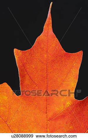 Autumn Maple leaf veins View Large Photo Image Stock Photo - Autumn Maple leaf veins. Fotosearch