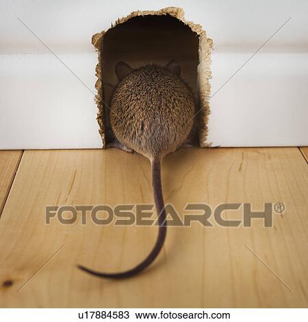 Stock Image - Back and tail of mouse entering mouse hole. Fotosearch