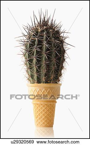 Stock Photo - Cactus in Ice Cream Cone. Fotosearch