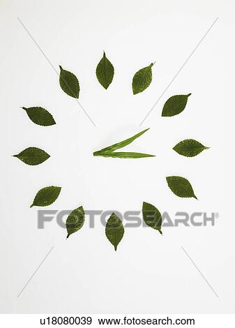 Stock Photo - Clock face made of leaves. Fotosearch
