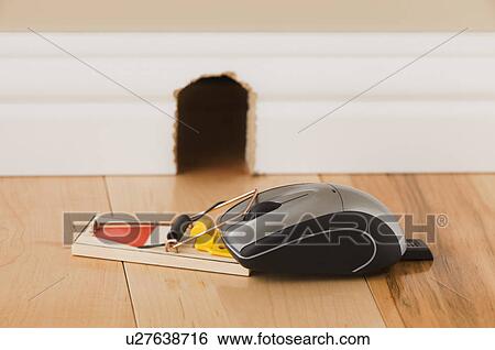 Computer mouse trapped in mousetrap View Large Photo Image Stock Photograph - Computer mouse trapped in mousetrap. Fotosearch