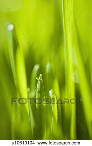 Picture - Dew drops on grass. Fotosearch