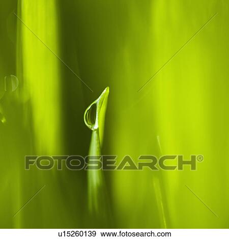 Stock Photo - Dew drops on grass. Fotosearch