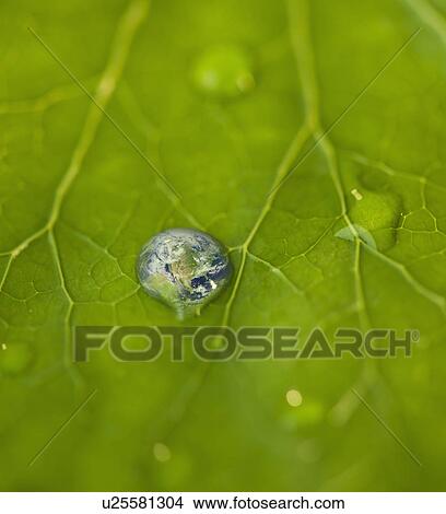 Picture - Dew drops on leaf reflecting globe. Fotosearch