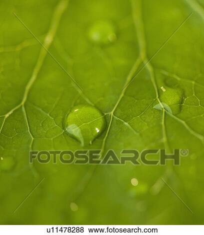 Stock Photo - Dew drops on leaf. Fotosearch