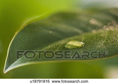 Stock Photograph - Dew drops on leaf. Fotosearch