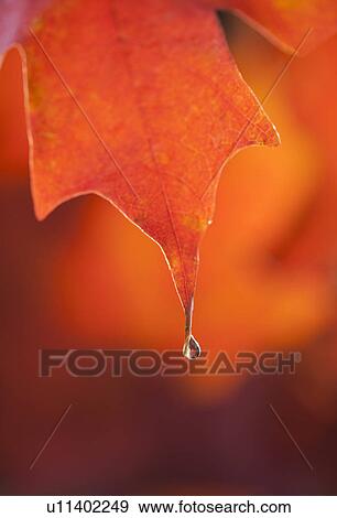 Dew on Autumn Maple leaf View Large Photo Image Stock Photo - Dew on Autumn Maple leaf. Fotosearch