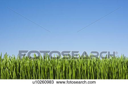 Field of grass with blue sky View Large Photo Image Stock Image - Field of grass with blue sky. Fotosearch