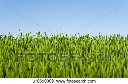 Field of grass with blue sky View Large Photo Image Stock Photo - Field of grass with blue sky. Fotosearch