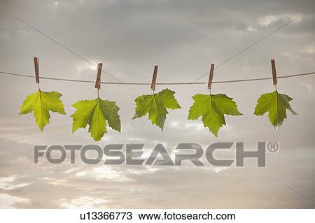 Stock Image - Green leaves hanging on clothesline. Fotosearch