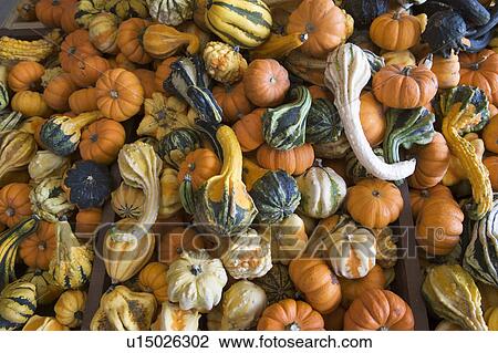 Heap of gourds View Large Photo Image Stock Image - Heap of gourds. Fotosearch