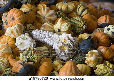 Heap of gourds View Large Photo Image Stock Photograph - Heap of gourds. Fotosearch