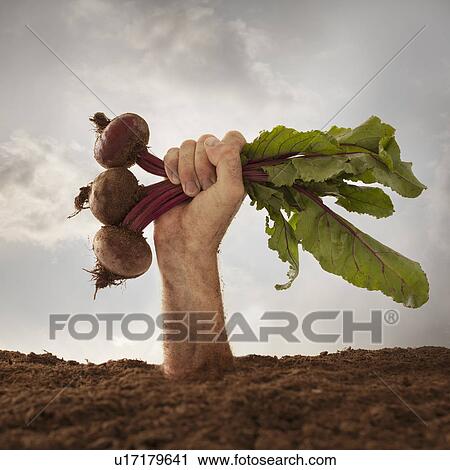 Stock Image - Human hand holding red beetroot, studio shot. Fotosearch