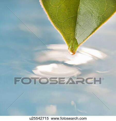 Stock Photography - Leaf touching water surface. Fotosearch